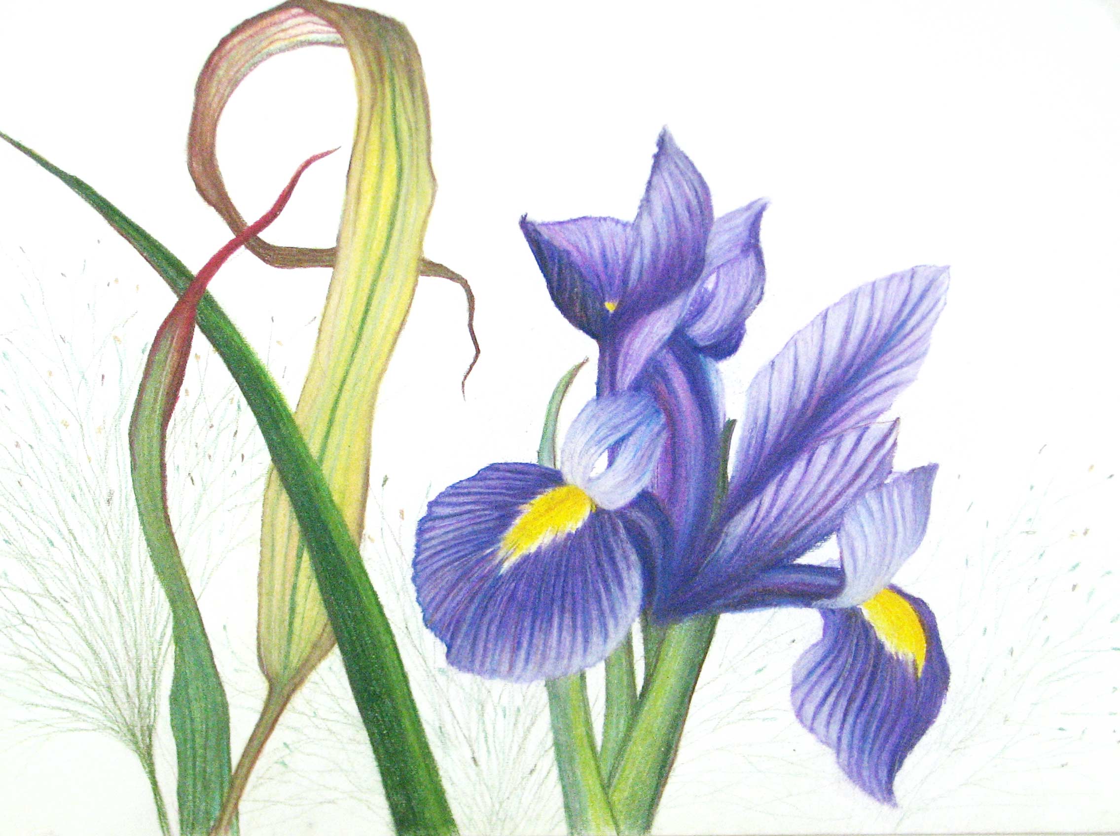 marie pittroff iris